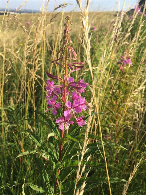 Fireweed Chamerion Angustifolium Commonly Known In North America As
