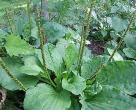 Organic Wild Broadleaf Plantain Perennial Edible Medicinal Etsy