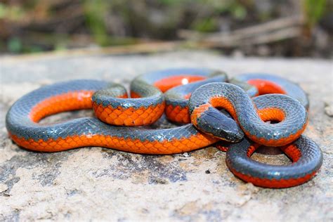 Filecoral Belly Ringneck Snake Diadophis Punctatus Ssp Pulchellus