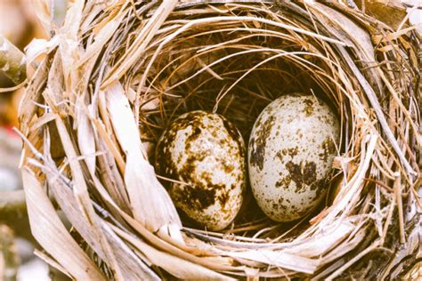 House Sparrow Bird Egg Identification Chart