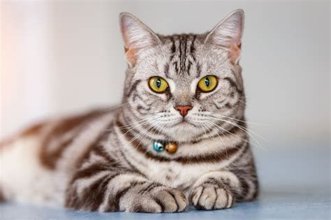 American Shorthair Breed Profile Characteristics And Care