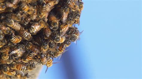 Bees Hive Slow Motion Stock Video Footage 0021 Sbv 320245877 Storyblocks