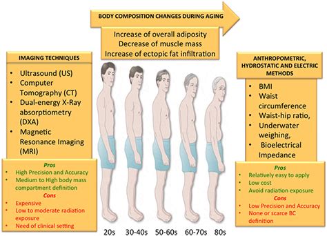 Frontiers Aging And Imaging Assessment Of Body Composition From Fat