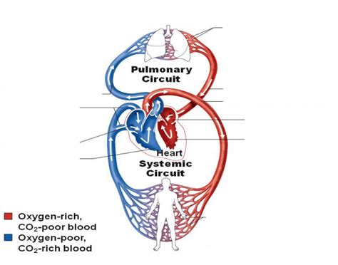 Ch Pulmonary Systemic Circulation Diagram Quizlet