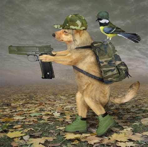 Dog In Military Uniform With Rifle Stock Image Image Of Mood Game