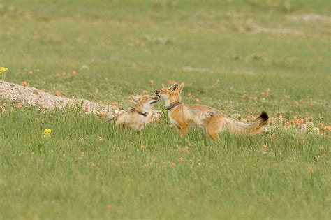 Swift Fox Projects And Programs American Prairie