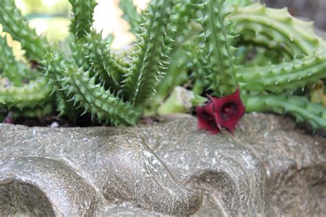 Can reach a spread of 2 feet within just a few years. Sharing Nature's Garden: Drought tolerant plants are ...