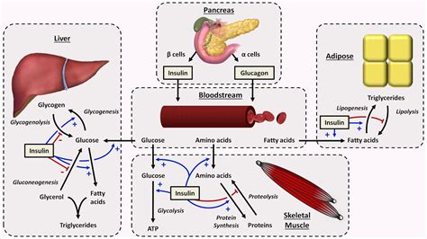 Physiology Of Insulin And Glucagon YouTube