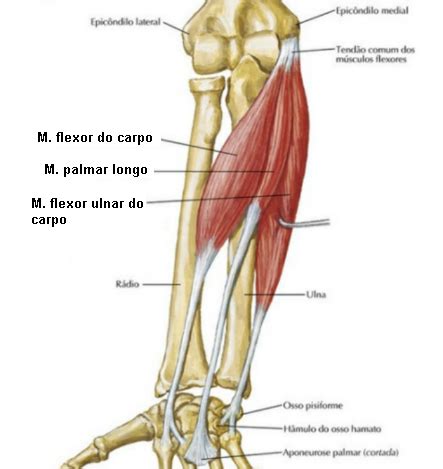 Resumo de músculos do braço flexores extensores e antebraço Sanar