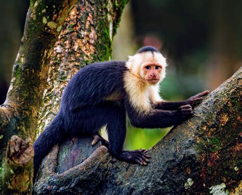 Age-rated genes help capuchin monkeys live longer • Earth.com