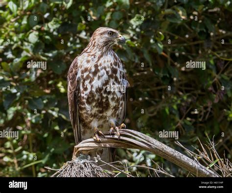 Mountain Buzzard Buteo Oreophilus Perched And Looking Aberdare