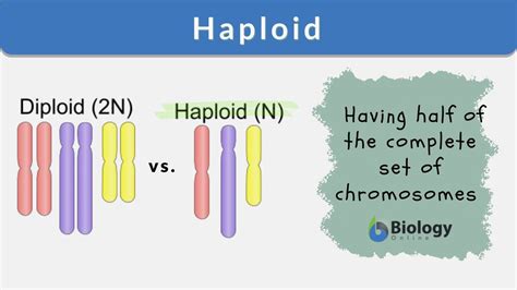 Haploid Definition And Examples Biology Online Dictionary