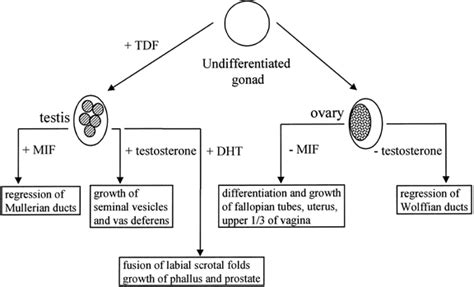 Genetics Of Sexual Differentiation Glowm