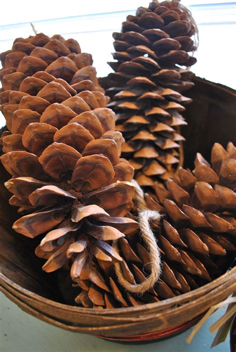20 Extra Large Pine Cones Decoomo