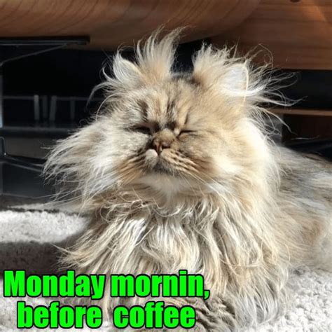 Monday Morning Cat And Dog Memes Funny Cat Photos Funny Animal Pictures