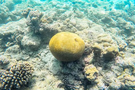 Exotic Marine Life Near Maldives Island Stock Photo Image Of Aqua