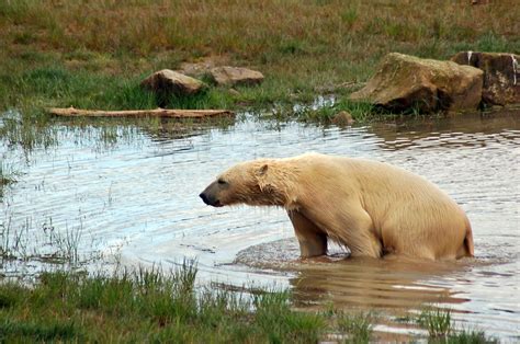 Pin By Bryan Gladstone On Polar Bears Polar Bear Brown Bear