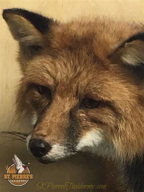 Red Fox Mount By St Pierres Taxidermy The Red Fox Largest Of The