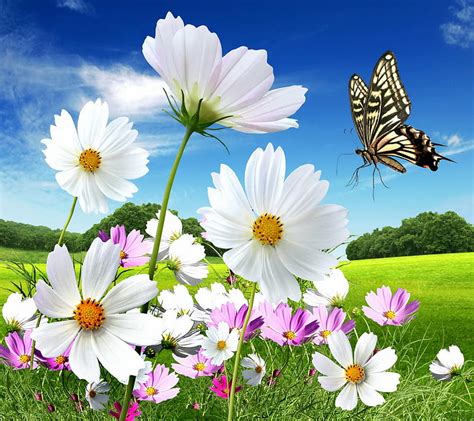 Spring Meadow Butterfly Daisy Flowers Hd Wallpaper Peakpx