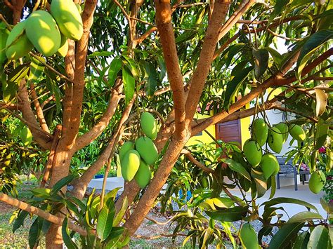 Grafting Pangasinan Farms Secret To A High Yielding Mango Orchard
