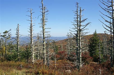 Colorado mountains bouncing back from 'acid rain' impacts. How is Acid Rain Formed? - WorldAtlas.com