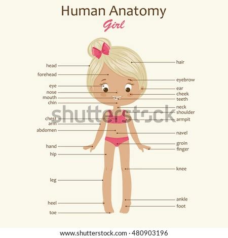 Women's clothes are articles of clothing designed for and worn by women. Human Body Illustration Girl Body Parts Stock Vector ...