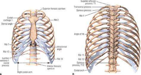 A working knowledge of their anatomy and of its variations is essential to any. Applied Anatomy of the Chest Wall and Mediastinum ...