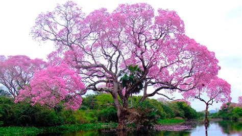 10 Stunning Trees In The World Youtube