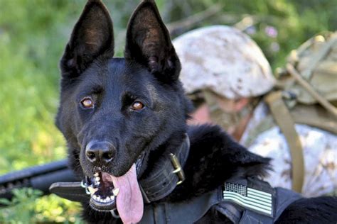 10 Spectacular Female Army Dog Names For Your New Furry