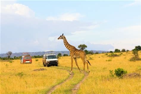 Warning Watching Wildlife Is Addictive Travel Gotosouthafrica