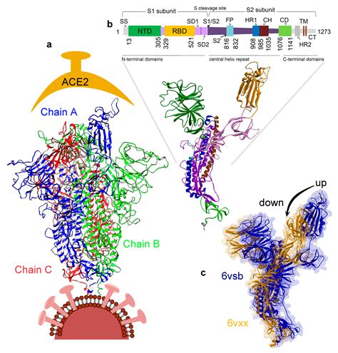 Jcm Free Full Text Highly Conserved Homotrimer Cavity Formed By The