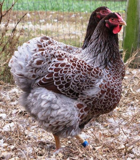Blue wyandotte hens and roosters have a plumage in a glossy black with blue hues that range. 1000+ idéer om Hönsraser på Pinterest | Föda upp höns ...