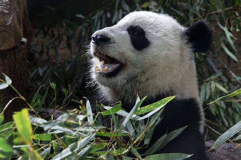 Panda Updates Monday November 12 Zoo Atlanta