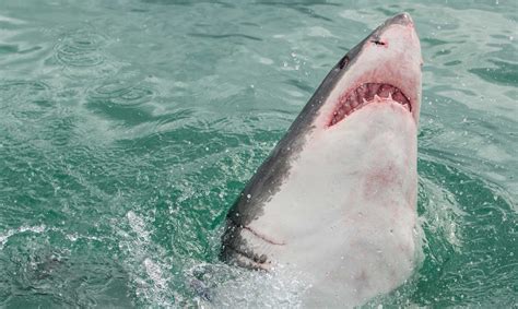 ¿cuánto miden los tiburones blancos? El Tiburón blanco más grande de la historia | ¿Cuánto ...
