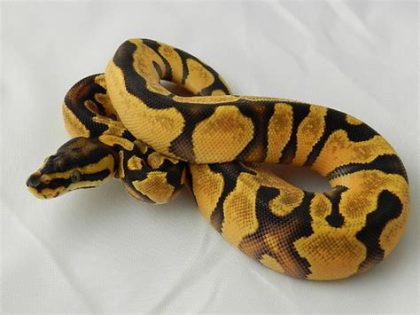Orange Dream Enchi Yellow Belly Morph List World Of Ball Pythons