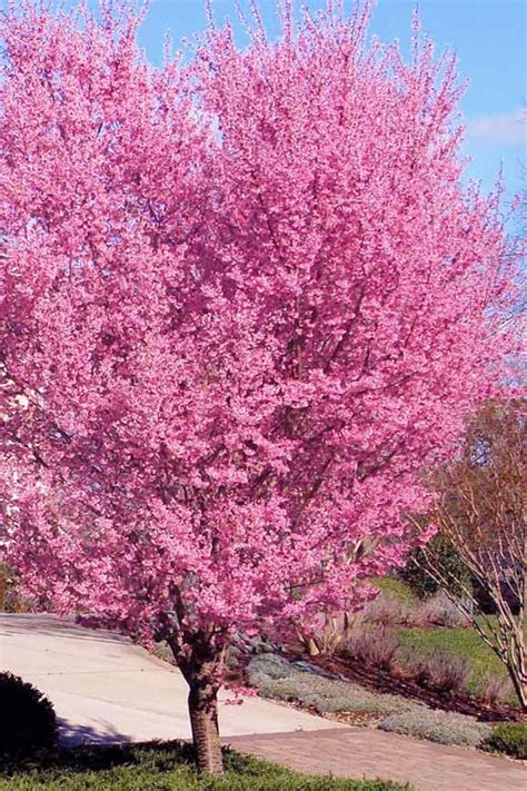 Okame flowering cherry tree lowes. Buy Okame Pink Flowering Cherry Tree - FREE SHIPPING - 3 ...