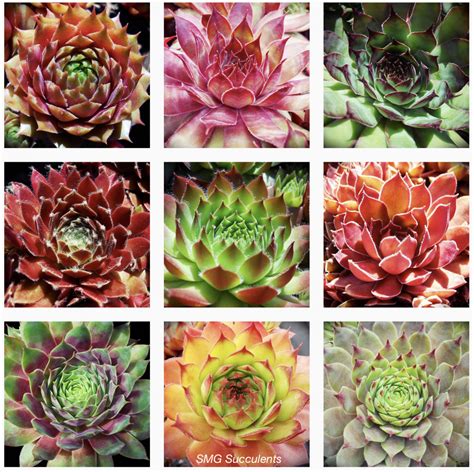 Cold Hardy Succulents For Northern Climates