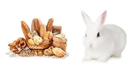 Can Rabbits Eat Bread Pet Diet Guide