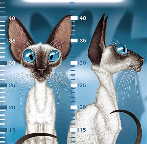 Siamese Cat Illustrations On Behance