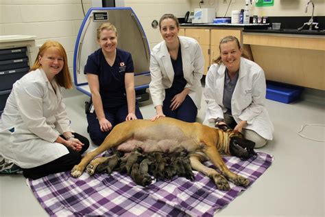 Dog Delivers 19 Puppies At Auburns College Of Veterinary Medicine