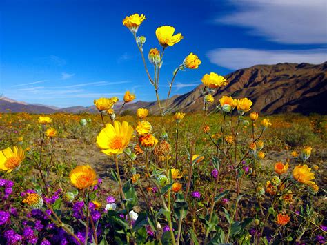 Weather Conditions Suggest That California May See Another Superbloom