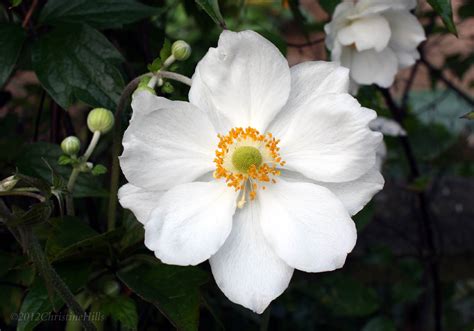 These are described as spring flowering anemone but planted, as we are doing now. Raven Ridge Gardens: White Japanese Anemone
