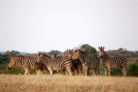 10 Best Botswana Safari Tours 2024 2025 Tourradar