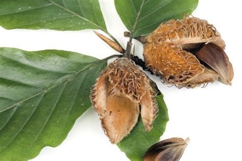 Fruit Spotters Guide To The Beech Scientific Name Fagus Sylvatica