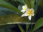 There are a number of fungicides that are. Identify the disease on your plants