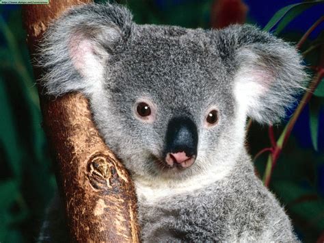 Koalas Photos