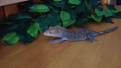 Basic Crested Gecko Care Youtube