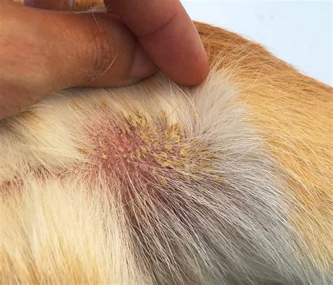 Seborrhea In Dogs Symptoms Causes Treatment And Faqs Petmd Chegospl