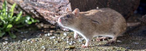 Norway Rat Identification In Jacksonville Fl Lindsey Pest Services