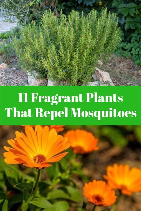 Shade Plants That Repel Mosquitoes - Garden Plant